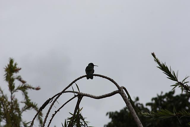 IMG 2485