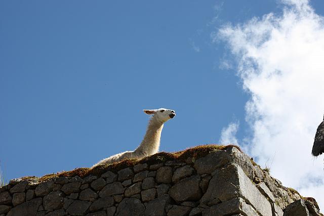 IMG 2714