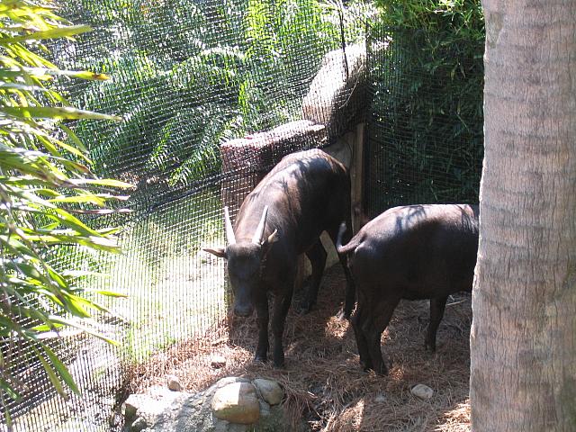 IMG 4336