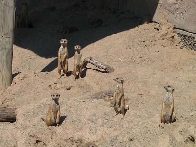 IMG 4353