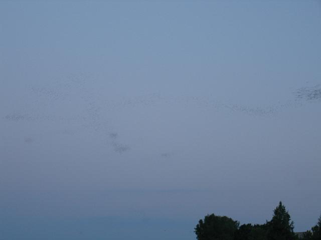 IMG 5786