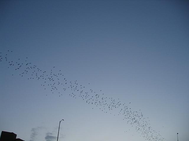 IMG 5787