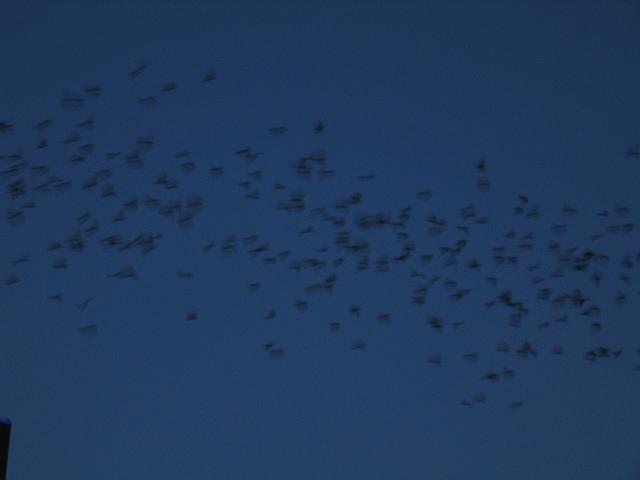 IMG 5794