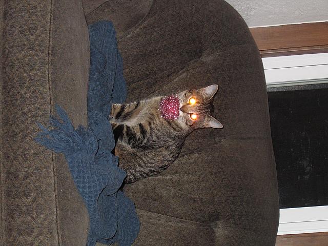 IMG 2953
