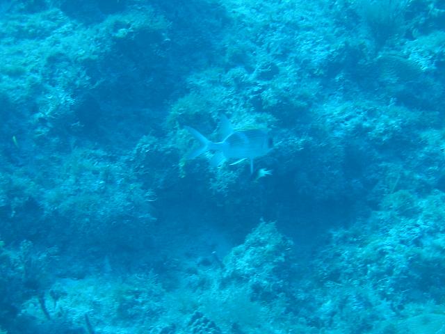 IMG 2078
