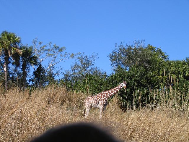 IMG 1929