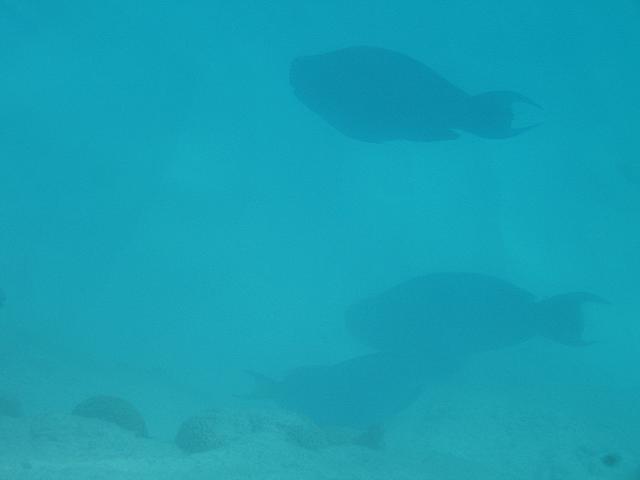 IMG 3816