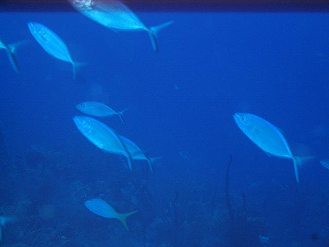 IMG 4887