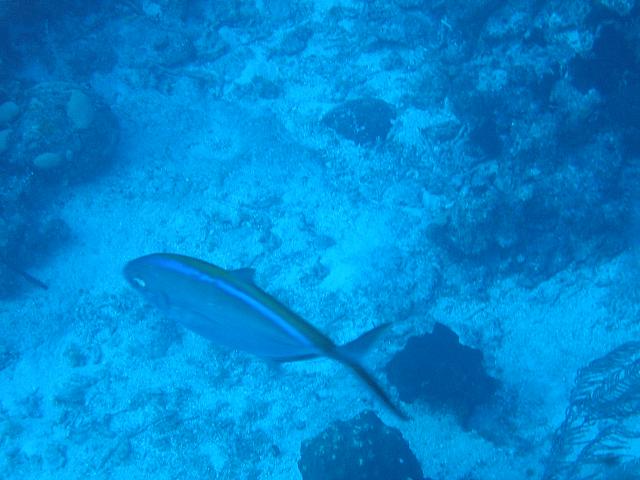 IMG 1124
