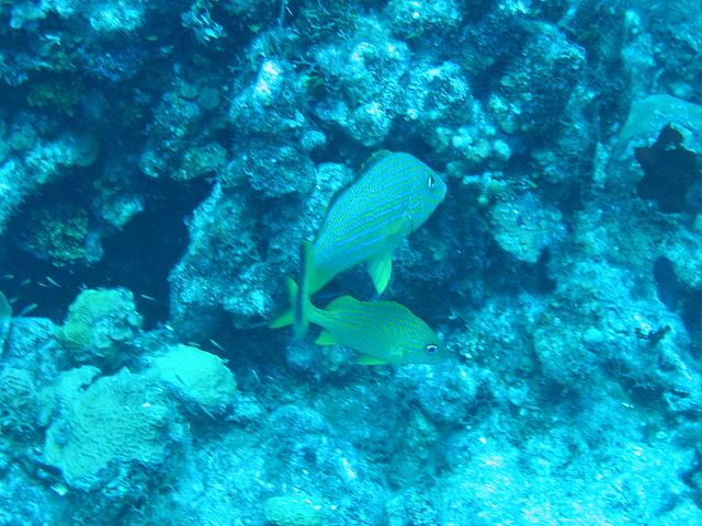 IMG 1127