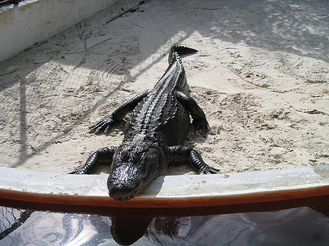 IMG 1237