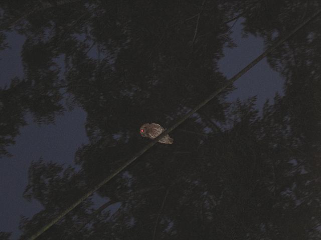 IMG 2549