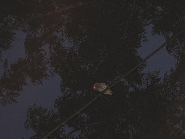 IMG 2550