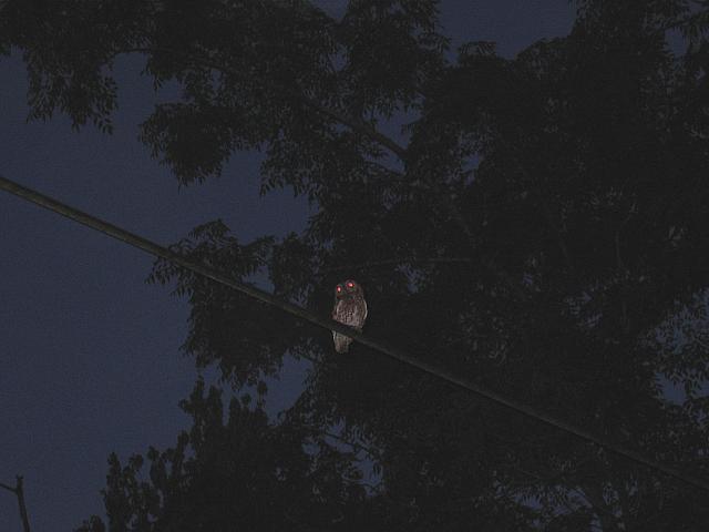IMG 2551