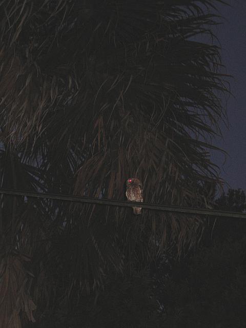 IMG 2553