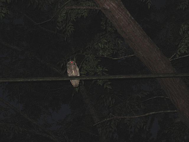 IMG 2558