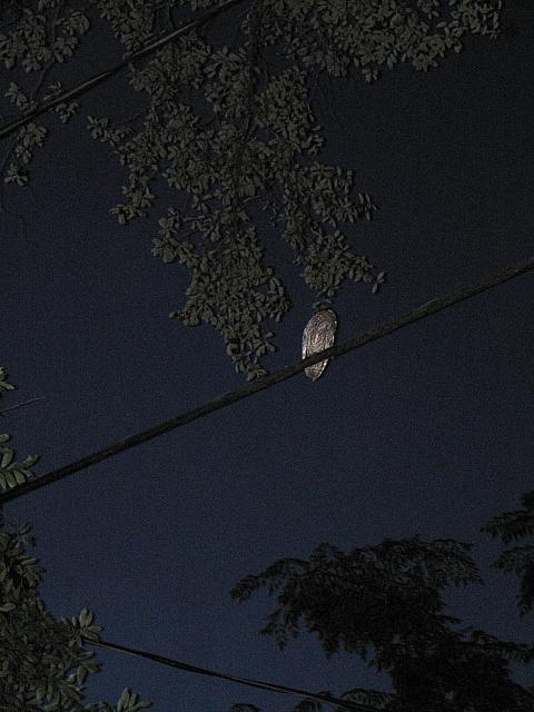 IMG 2561