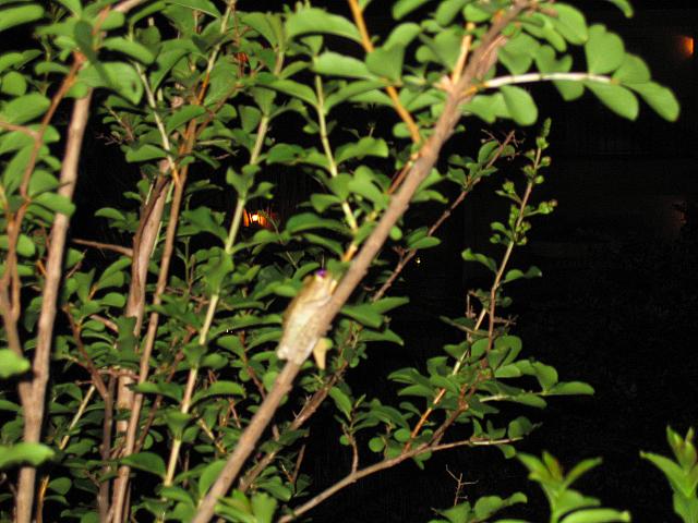 IMG 2633