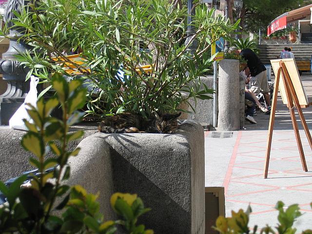 IMG 0539
