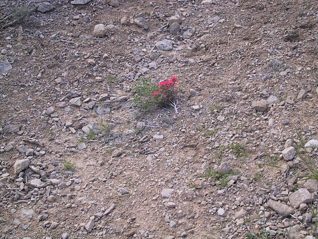 IMG 0018