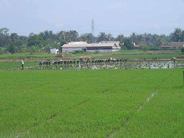 Vietnam 053