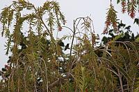 IMG 2469