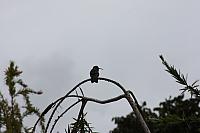 IMG 2485