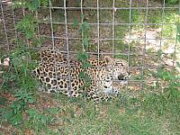 Big Cat Rescue - 2005