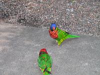 IMG 4332