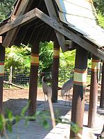 IMG 4333