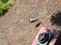 IMG 4338