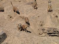 IMG 4352