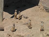 IMG 4353