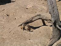 IMG 4363