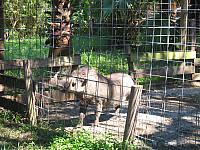 IMG 4366