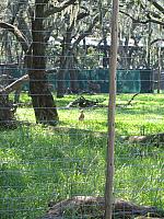 IMG 4371