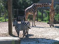 IMG 4375