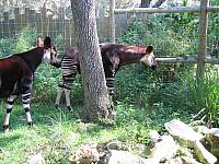 IMG 4387