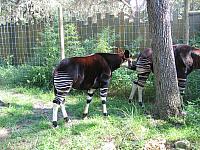 IMG 4388