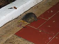 IMG 5258