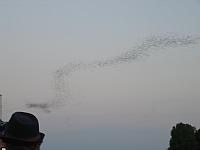 IMG 5782