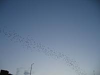 IMG 5787