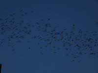 IMG 5794