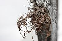 IMG 0017