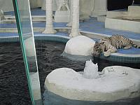 IMG 0087