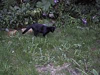 pic009