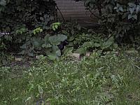 pic011
