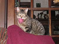 IMG 2956