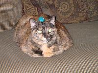 molly