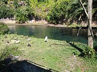 animal kingdom